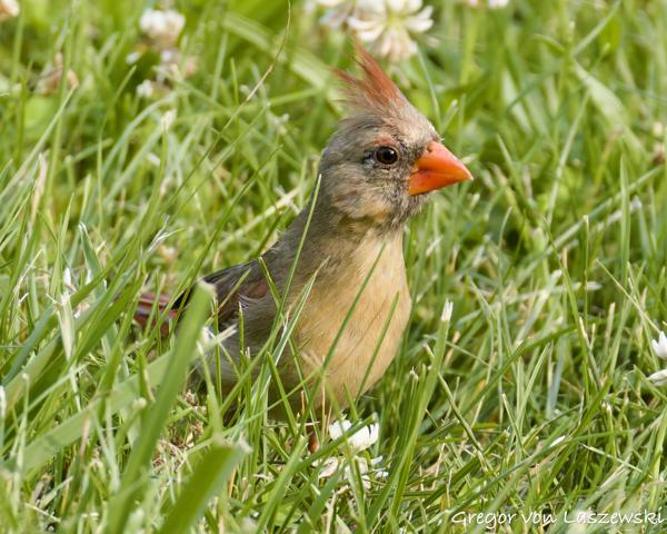  June 3, 2025 6:58 PM, Canon EOS R7, RF200-800mm F6.3-9 IS USM, 800mm, f/9.0, 1/3200s, ISO 5000, Gregor von Laszewski