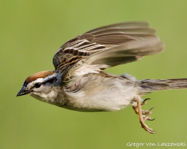  June 3, 2025 7:04 PM, Canon EOS R7, RF200-800mm F6.3-9 IS USM, 800mm, f/9.0, 1/3200s, ISO 5000, Gregor von Laszewski