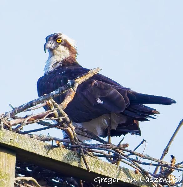 Osprey Watch 06-08-2025