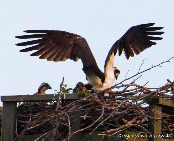  June 8, 2025 8:07 PM, Canon EOS R7, RF200-800mm F6.3-9 IS USM, 800mm, f/9.0, 1/1250s, ISO 1600, Gregor von Laszewski