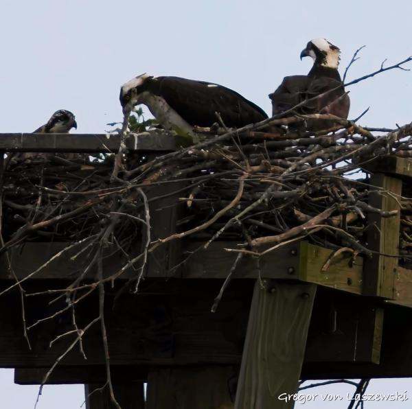  June 8, 2025 8:07 PM, Canon EOS R7, RF200-800mm F6.3-9 IS USM, 800mm, f/9.0, 1/1000s, ISO 1000, Gregor von Laszewski