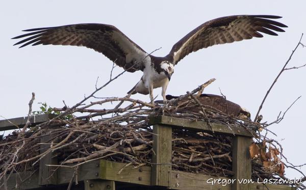  June 8, 2025 8:23 PM, Canon EOS R7, RF200-800mm F6.3-9 IS USM, 800mm, f/9.0, 1/1000s, ISO 3200, Gregor von Laszewski