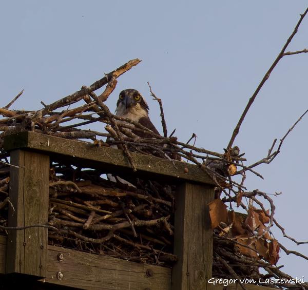  June 8, 2025 8:42 PM, Canon EOS R7, RF200-800mm F6.3-9 IS USM, 800mm, f/9.0, 1/800s, ISO 1600, Gregor von Laszewski