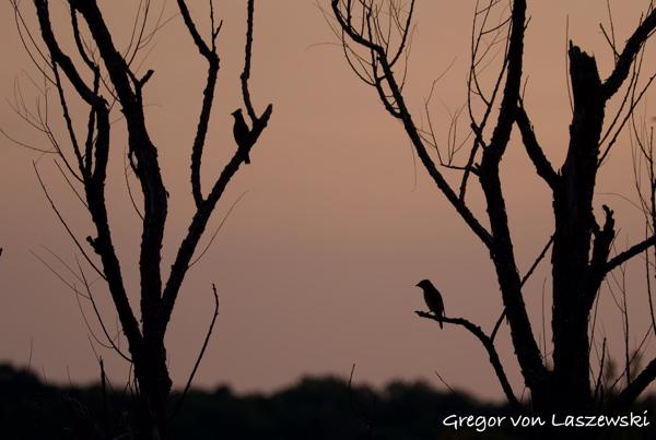  June 8, 2025 8:59 PM, Canon EOS R7, RF200-800mm F6.3-9 IS USM, 200mm, f/6.3, 1/800s, ISO 400, Gregor von Laszewski