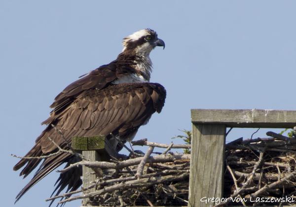  June 11, 2025 9:59 AM, Canon EOS R7, RF100-500mm F4.5-7.1 L IS USM + EXTENDER RF2x, 1000mm, f/14.0, 1/1600s, ISO 1600, Gregor von Laszewski