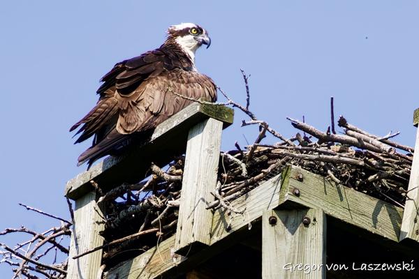 June 11, 2025 10:06 AM, Canon EOS R7, RF100-500mm F4.5-7.1 L IS USM + EXTENDER RF2x, 1000mm, f/14.0, 1/1600s, ISO , Gregor von Laszewski