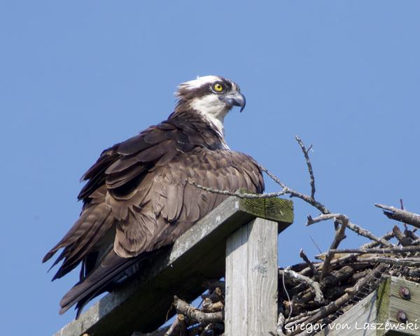  June 11, 2025 10:06 AM, Canon EOS R7, RF100-500mm F4.5-7.1 L IS USM + EXTENDER RF2x, 1000mm, f/14.0, 1/1600s, ISO 2000, Gregor von Laszewski