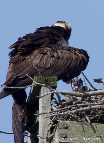  June 11, 2025 10:10 AM, Canon EOS R7, RF100-500mm F4.5-7.1 L IS USM + EXTENDER RF2x, 1000mm, f/14.0, 1/1250s, ISO 1250, Gregor von Laszewski