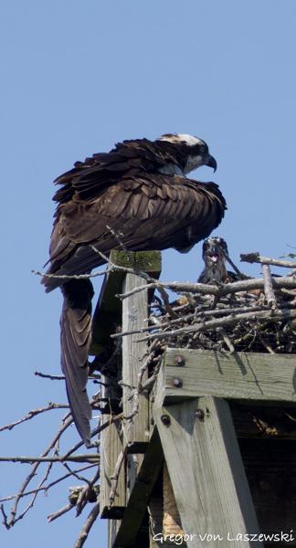  June 11, 2025 10:10 AM, Canon EOS R7, RF100-500mm F4.5-7.1 L IS USM + EXTENDER RF2x, 1000mm, f/14.0, 1/1250s, ISO 1250, Gregor von Laszewski