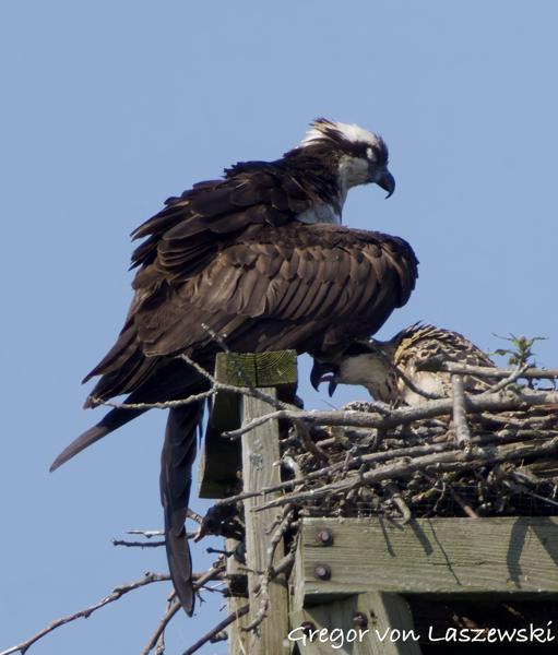  June 11, 2025 10:12 AM, Canon EOS R7, RF100-500mm F4.5-7.1 L IS USM + EXTENDER RF2x, 1000mm, f/14.0, 1/1250s, ISO 1250, Gregor von Laszewski
