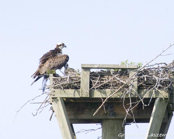  June 11, 2025 10:15 AM, Canon EOS R7, RF100-500mm F4.5-7.1 L IS USM + EXTENDER RF2x, 1000mm, f/14.0, 1/3200s, ISO 8000, Gregor von Laszewski