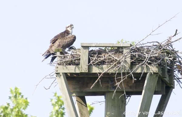  June 11, 2025 10:17 AM, Canon EOS R7, RF100-500mm F4.5-7.1 L IS USM + EXTENDER RF2x, 1000mm, f/14.0, 1/3200s, ISO 8000, Gregor von Laszewski
