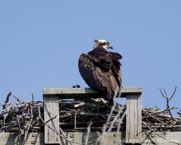  June 11, 2025 10:27 AM, Canon EOS R7, RF100-500mm F4.5-7.1 L IS USM, 500mm, f/7.1, 1/3200s, ISO 800, Gregor von Laszewski
