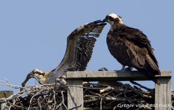 Osprey Watch 06-11-2025