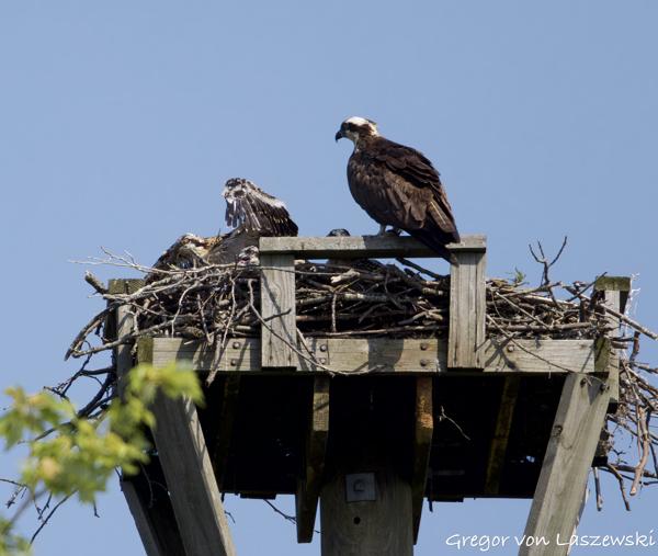  June 11, 2025 10:31 AM, Canon EOS R7, RF100-500mm F4.5-7.1 L IS USM, 500mm, f/8.0, 1/3200s, ISO 800, Gregor von Laszewski