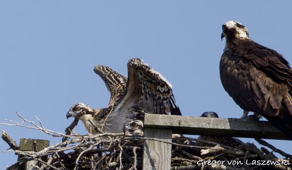  June 11, 2025 10:31 AM, Canon EOS R7, RF100-500mm F4.5-7.1 L IS USM, 500mm, f/8.0, 1/3200s, ISO 800, Gregor von Laszewski