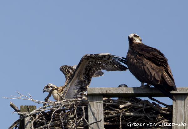  June 11, 2025 10:31 AM, Canon EOS R7, RF100-500mm F4.5-7.1 L IS USM, 500mm, f/7.1, 1/3200s, ISO 640, Gregor von Laszewski