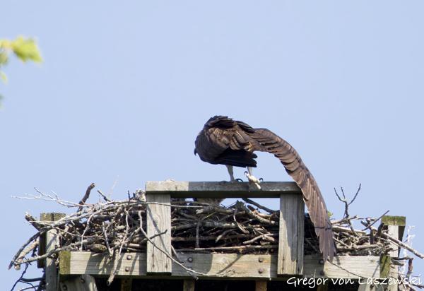  June 11, 2025 10:36 AM, Canon EOS R7, RF100-500mm F4.5-7.1 L IS USM, 500mm, f/7.1, 1/3200s, ISO 1250, Gregor von Laszewski