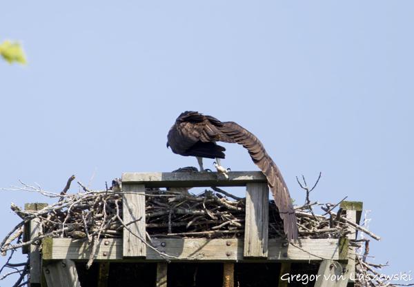  June 11, 2025 10:36 AM, Canon EOS R7, RF100-500mm F4.5-7.1 L IS USM, 500mm, f/7.1, 1/3200s, ISO 1250, Gregor von Laszewski