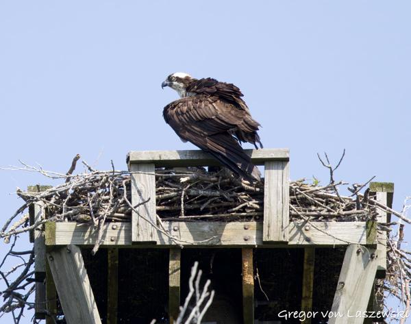  June 11, 2025 10:37 AM, Canon EOS R7, RF100-500mm F4.5-7.1 L IS USM, 500mm, f/8.0, 1/3200s, ISO 1600, Gregor von Laszewski