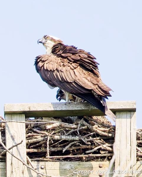  June 11, 2025 10:37 AM, Canon EOS R7, RF100-500mm F4.5-7.1 L IS USM, 472mm, f/7.1, 1/3200s, ISO 1600, Gregor von Laszewski