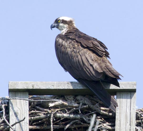  June 11, 2025 10:40 AM, Canon EOS R7, RF100-500mm F4.5-7.1 L IS USM + EXTENDER RF2x, 1000mm, f/16.0, 1/3200s, ISO 8000, Gregor von Laszewski