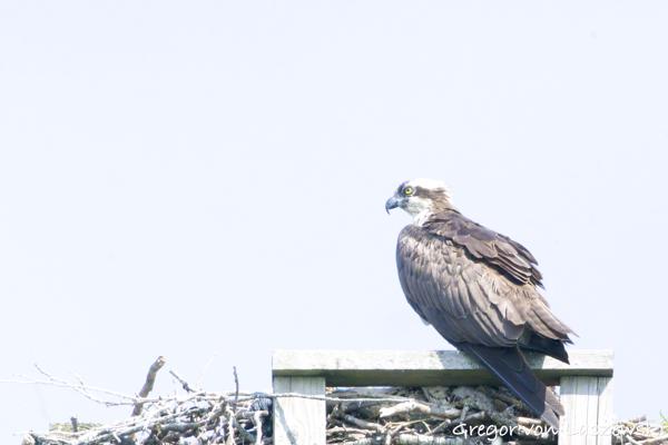  June 11, 2025 10:40 AM, Canon EOS R7, RF100-500mm F4.5-7.1 L IS USM + EXTENDER RF2x, 1000mm, f/14.0, 1/3200s, ISO 16000, Gregor von Laszewski