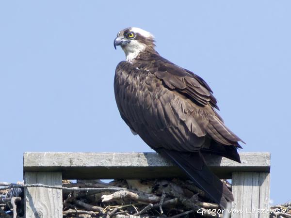  June 11, 2025 10:40 AM, Canon EOS R7, RF100-500mm F4.5-7.1 L IS USM + EXTENDER RF2x, 1000mm, f/14.0, 1/3200s, ISO 5000, Gregor von Laszewski