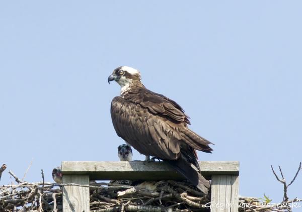  June 11, 2025 10:41 AM, Canon EOS R7, RF100-500mm F4.5-7.1 L IS USM + EXTENDER RF2x, 1000mm, f/16.0, 1/3200s, ISO 6400, Gregor von Laszewski