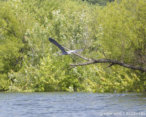  June 11, 2025 11:22 AM, Canon EOS R7, RF100-500mm F4.5-7.1 L IS USM, 100mm, f/5.0, 1/3200s, ISO 640, Gregor von Laszewski