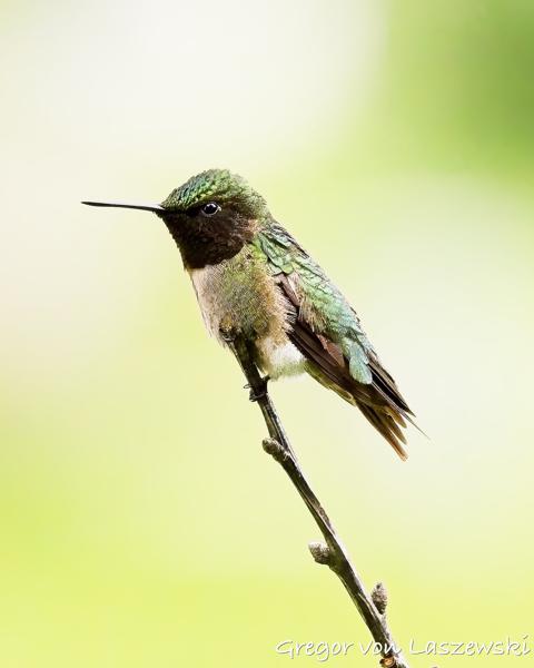  June 13, 2025 4:41 PM, Canon EOS R7, RF100-500mm F4.5-7.1 L IS USM, 324mm, f/6.3, 1/6400s, ISO 4000, Gregor von Laszewski