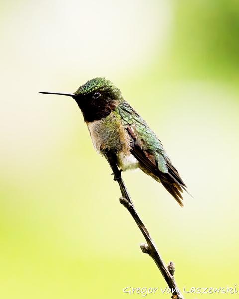  June 13, 2025 4:41 PM, Canon EOS R7, RF100-500mm F4.5-7.1 L IS USM, 324mm, f/6.3, 1/6400s, ISO 4000, Gregor von Laszewski