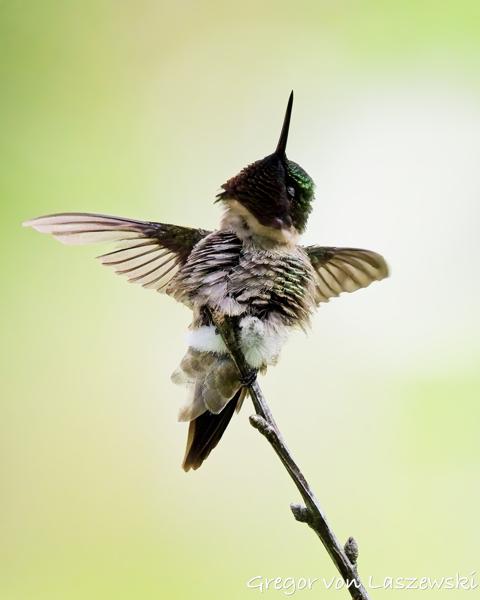  June 13, 2025 4:53 PM, Canon EOS R7, RF100-500mm F4.5-7.1 L IS USM, 500mm, f/8.0, 1/6400s, ISO 3200, Gregor von Laszewski