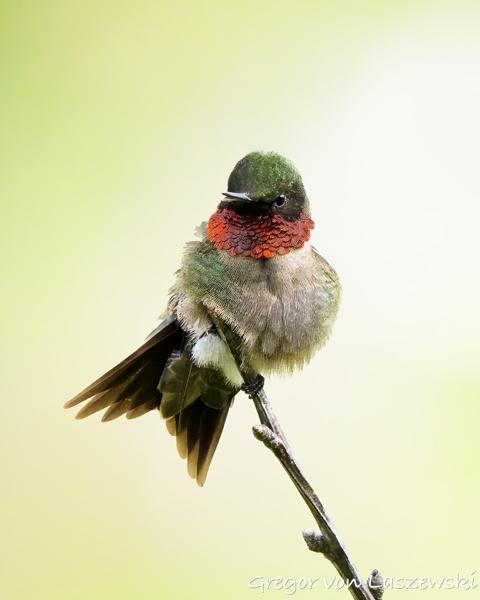  June 13, 2025 4:53 PM, Canon EOS R7, RF100-500mm F4.5-7.1 L IS USM, 500mm, f/8.0, 1/6400s, ISO 3200, Gregor von Laszewski