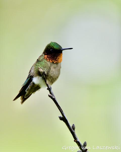  June 13, 2025 4:53 PM, Canon EOS R7, RF100-500mm F4.5-7.1 L IS USM, 500mm, f/8.0, 1/6400s, ISO 3200, Gregor von Laszewski