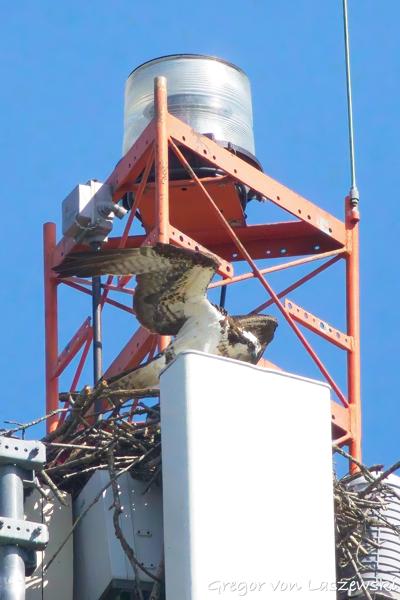  June 19, 2025 5:30 PM, Canon EOS R7, RF100-500mm F4.5-7.1 L IS USM + EXTENDER RF2x, 1000mm, f/14.0, 1/8000s, ISO 10000, Gregor von Laszewski