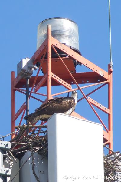  June 19, 2025 5:31 PM, Canon EOS R7, RF100-500mm F4.5-7.1 L IS USM + EXTENDER RF2x, 1000mm, f/14.0, 1/1250s, ISO 2000, Gregor von Laszewski