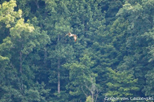  June 19, 2025 6:08 PM, Canon EOS R7, RF100-500mm F4.5-7.1 L IS USM, 500mm, f/7.1, 1/5000s, ISO 10000, Gregor von Laszewski