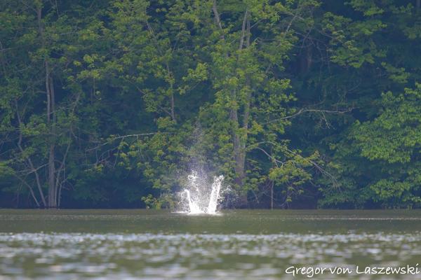  June 19, 2025 6:08 PM, Canon EOS R7, RF100-500mm F4.5-7.1 L IS USM, 500mm, f/7.1, 1/5000s, ISO 10000, Gregor von Laszewski