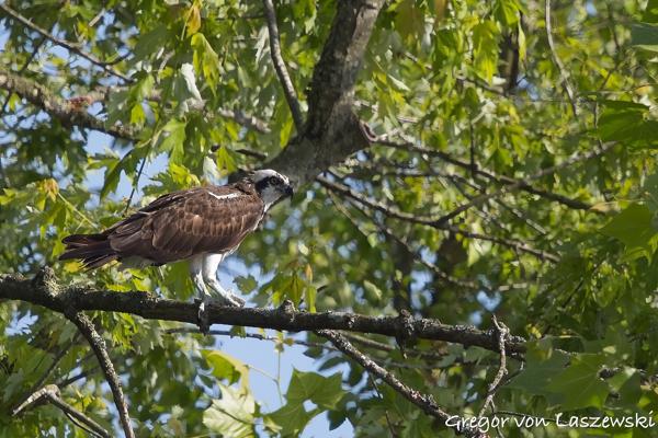  June 19, 2025 6:13 PM, Canon EOS R7, RF100-500mm F4.5-7.1 L IS USM, 472mm, f/7.1, 1/3200s, ISO 1000, Gregor von Laszewski