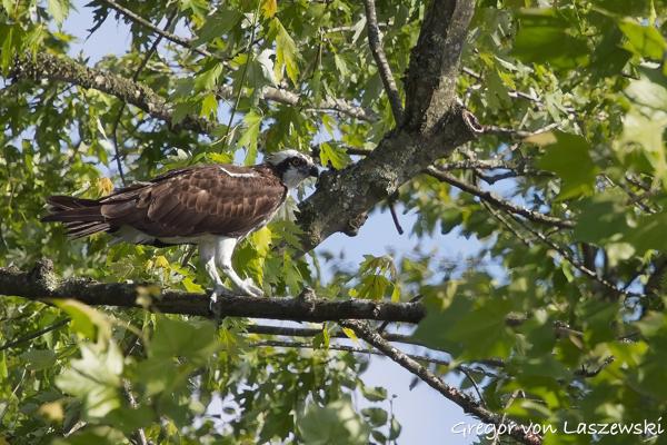  June 19, 2025 6:13 PM, Canon EOS R7, RF100-500mm F4.5-7.1 L IS USM, 472mm, f/7.1, 1/3200s, ISO 1000, Gregor von Laszewski