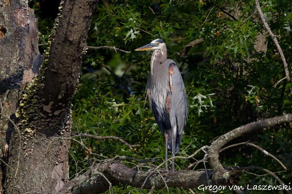  June 19, 2025 6:33 PM, Canon EOS R7, RF100-500mm F4.5-7.1 L IS USM + EXTENDER RF2x, 600mm, f/11.0, 1/3200s, ISO 800, Gregor von Laszewski