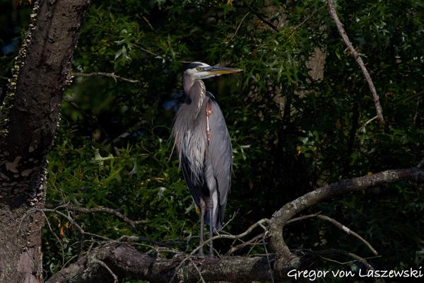  June 19, 2025 6:34 PM, Canon EOS R7, RF100-500mm F4.5-7.1 L IS USM + EXTENDER RF2x, 600mm, f/11.0, 1/3200s, ISO 500, Gregor von Laszewski