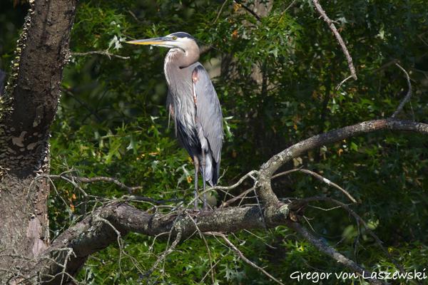  June 19, 2025 6:35 PM, Canon EOS R7, RF100-500mm F4.5-7.1 L IS USM, 500mm, f/7.1, 1/3200s, ISO 1000, Gregor von Laszewski