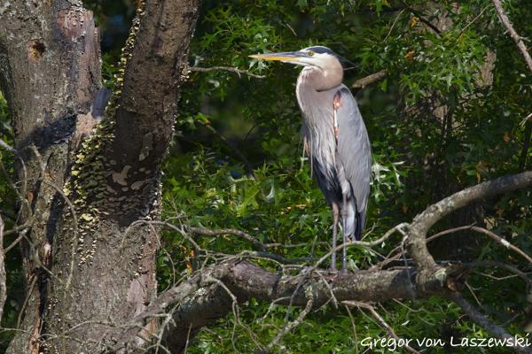  June 19, 2025 6:36 PM, Canon EOS R7, RF100-500mm F4.5-7.1 L IS USM, 500mm, f/7.1, 1/3200s, ISO 1000, Gregor von Laszewski