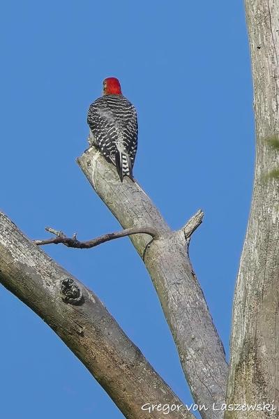  June 19, 2025 6:43 PM, Canon EOS R7, RF100-500mm F4.5-7.1 L IS USM, 500mm, f/7.1, 1/3200s, ISO 500, Gregor von Laszewski