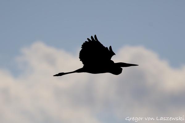  June 19, 2025 7:01 PM, Canon EOS R7, RF100-500mm F4.5-7.1 L IS USM, 500mm, f/7.1, 1/3200s, ISO 125, Gregor von Laszewski