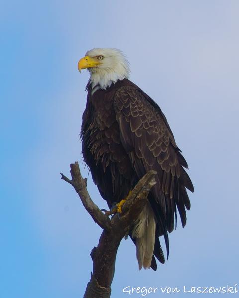  June 19, 2025 7:09 PM, Canon EOS R7, RF100-500mm F4.5-7.1 L IS USM + EXTENDER RF2x, 1000mm, f/14.0, 1/2000s, ISO 2000, Gregor von Laszewski