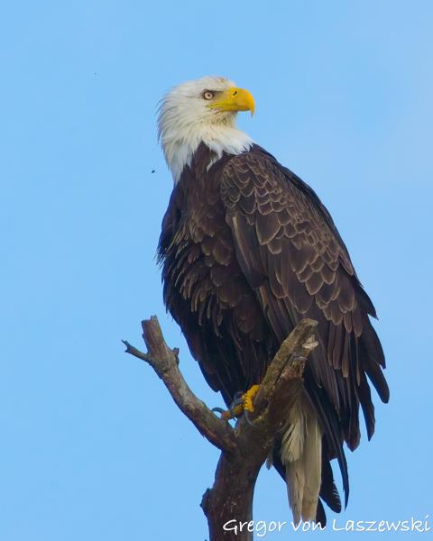  June 19, 2025 7:09 PM, Canon EOS R7, RF100-500mm F4.5-7.1 L IS USM + EXTENDER RF2x, 1000mm, f/14.0, 1/2000s, ISO 3200, Gregor von Laszewski