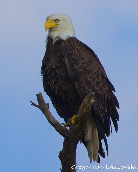 June 19, 2025 7:09 PM, Canon EOS R7, RF100-500mm F4.5-7.1 L IS USM + EXTENDER RF2x, 1000mm, f/14.0, 1/3200s, ISO 2500, Gregor von Laszewski